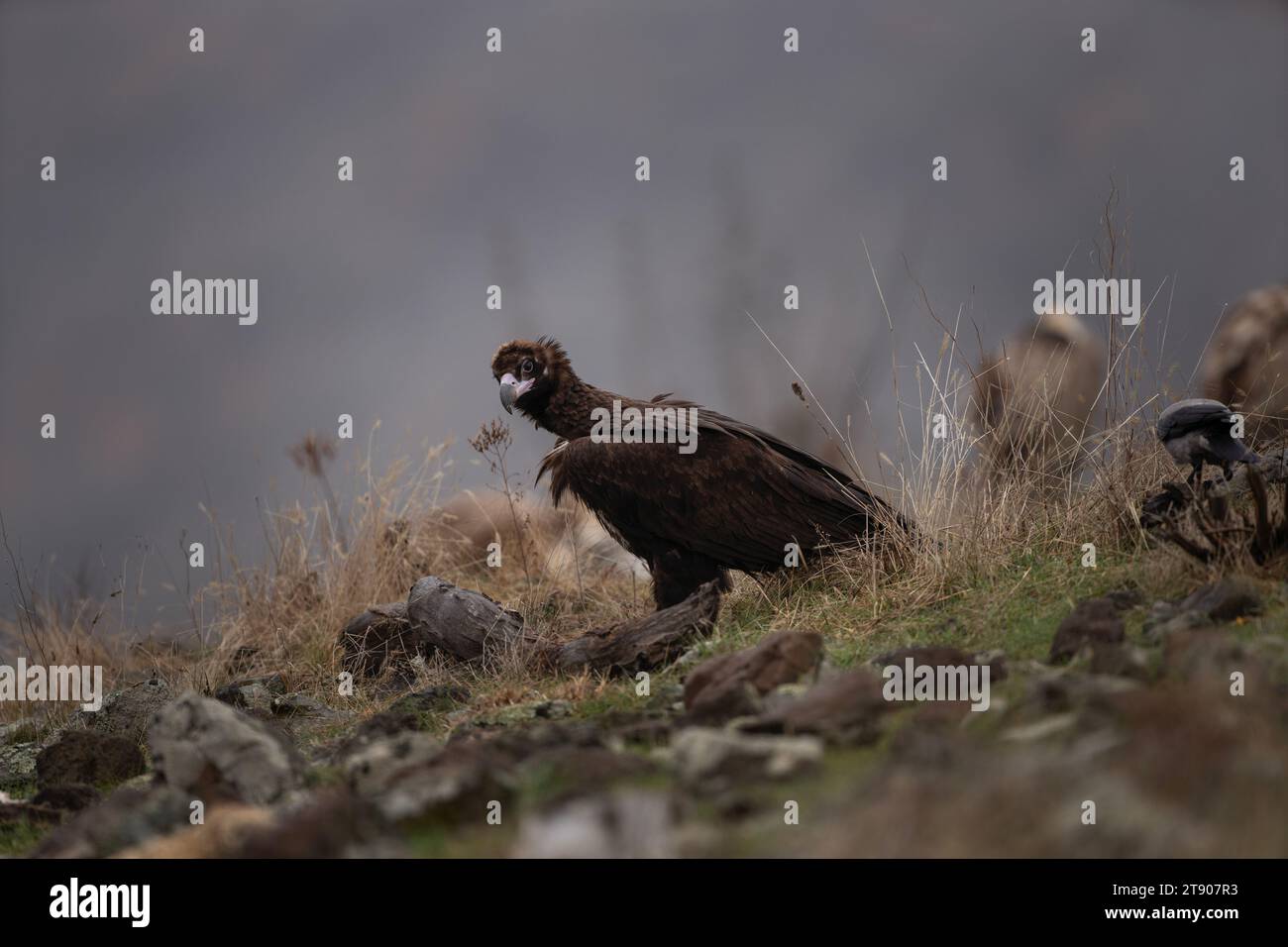 Goldener Adler in den Rhodopen. Aquila Chrysaetos in den rockies Mountains im Winter. König des Himmels entspannt sich auf dem Stein... Stockfoto