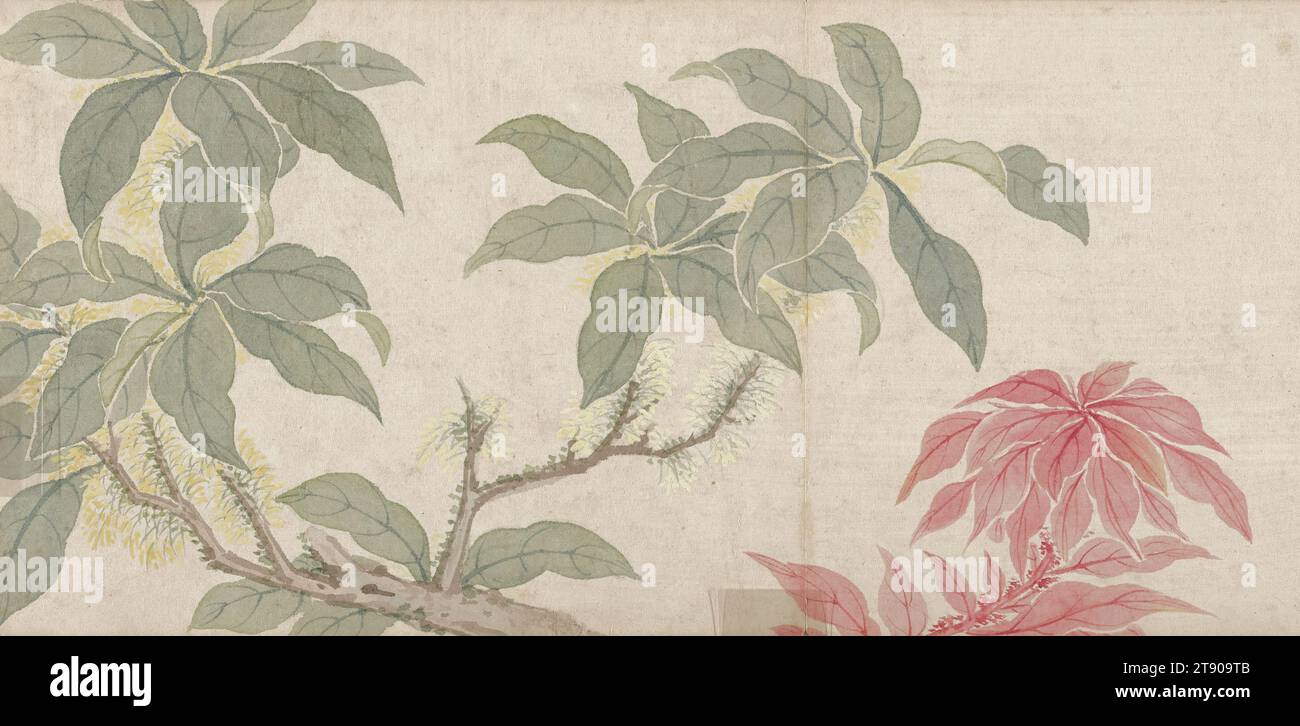 Blumenmalerei, Ende 18. Jahrhundert, Mianyi, Chinesisch, 1764 - 1815, 1/2 x 3/16 Zoll (13,97 x 36,04 cm), Tinte und Farbe auf Papier, China, 18. Jahrhundert, diese zarten Blumenstudien wurden von Mianyi gemalt, einem kaiserlichen Prinzen, der im späten 18. Und frühen 19. Jahrhundert in Peking lebte. Die vier Doppelblätter bildeten ursprünglich ein Album, das sich einst in der kaiserlichen Sammlung befand. Das Frontispiece trägt das Siegel des Jia Jing Kaisers, der von 1796 bis 1821 regierte. Wie die meisten der gebildeten Elite war Mianyi in klassischer Literatur, Musik und Kalligraphie sehr gut vertraut Stockfoto