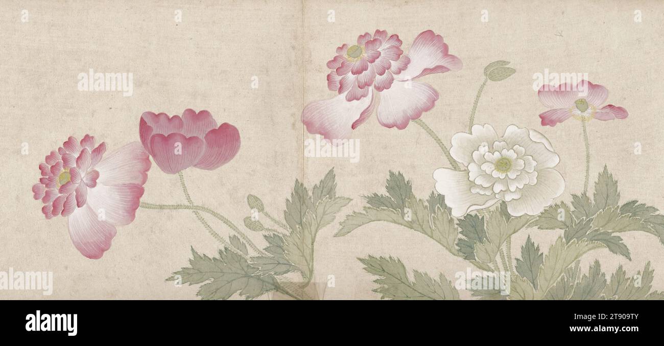 Blumenmalerei, Ende 18. Jahrhundert, Mianyi, Chinesisch, 1764 - 1815, 1/2 x 3/16 Zoll (13,97 x 36,04 cm), Tinte und Farbe auf Papier, China, 18. Jahrhundert, diese zarten Blumenstudien wurden von Mianyi gemalt, einem kaiserlichen Prinzen, der im späten 18. Und frühen 19. Jahrhundert in Peking lebte. Die vier Doppelblätter bildeten ursprünglich ein Album, das sich einst in der kaiserlichen Sammlung befand. Das Frontispiece trägt das Siegel des Jia Jing Kaisers, der von 1796 bis 1821 regierte. Wie die meisten der gebildeten Elite war Mianyi in klassischer Literatur, Musik und Kalligraphie sehr gut vertraut Stockfoto