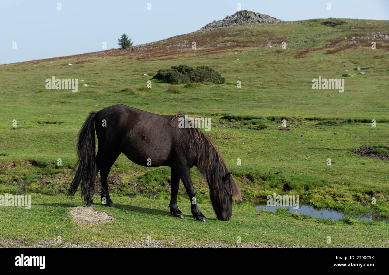 Dartmoor, Devon, England, Großbritannien. 05.09.23. Wildes Pony weidet auf Dartmoor mit einem Hintergrund von Sharpitor, einem der vielen Tore auf Dartmoor. Stockfoto