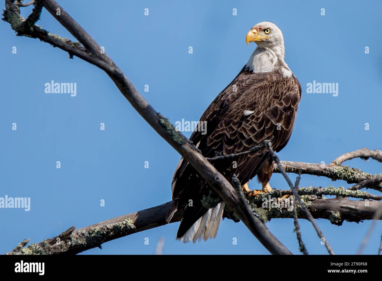 Der adulte Weißkopfseeadler (Haliaeetus leucocephalus) thronte hoch in toten Ästen im Chippewa National Forest im Norden von Minnesota, USA Stockfoto