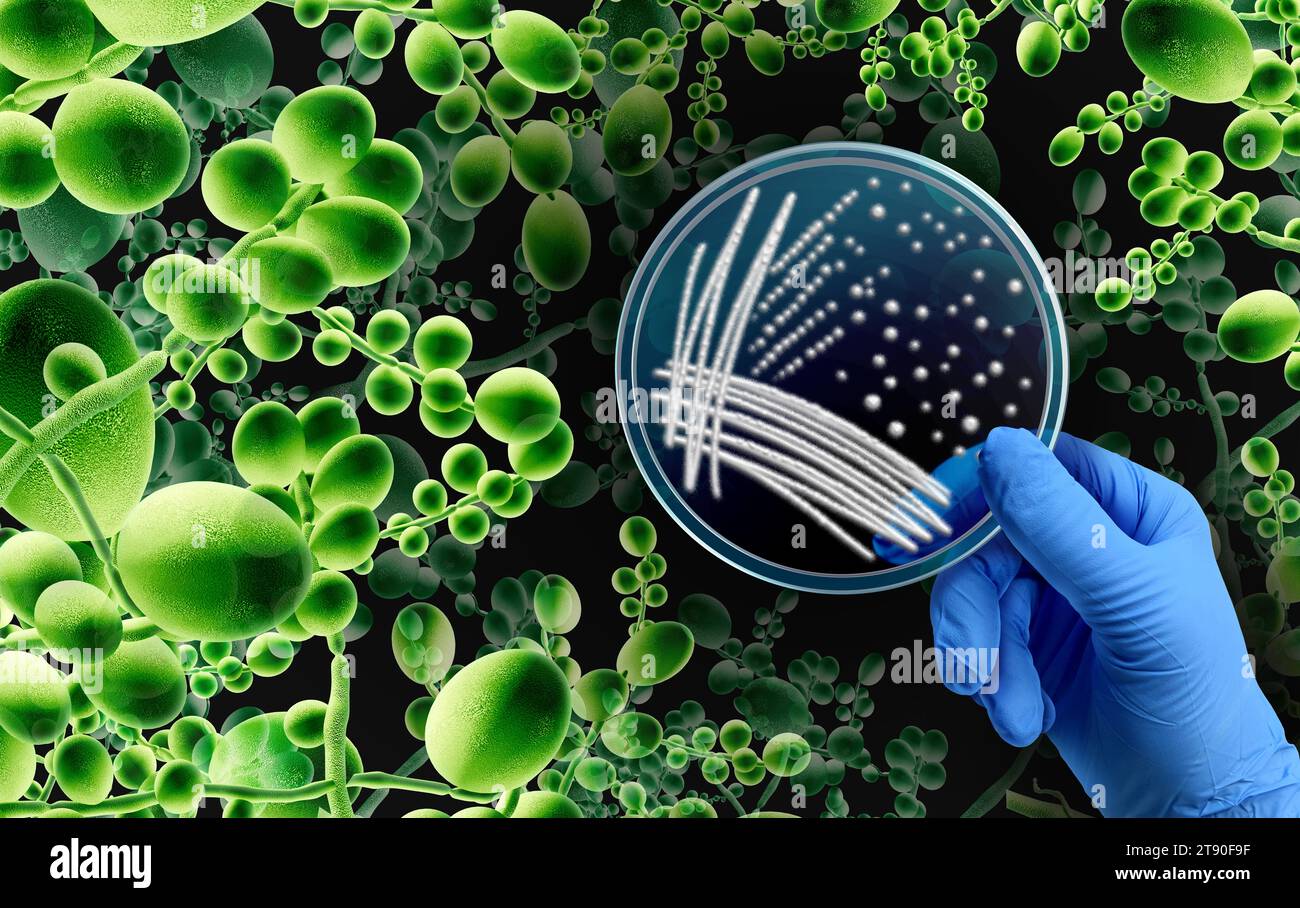 Superbug-Pilz-Mikrobiologie als tödliches Pilzinfektionskonzept als Mikrobenbedrohung und Mukormykose als Candida auris-Pilze, die sich als Mykologie-wi verbreiten Stockfoto