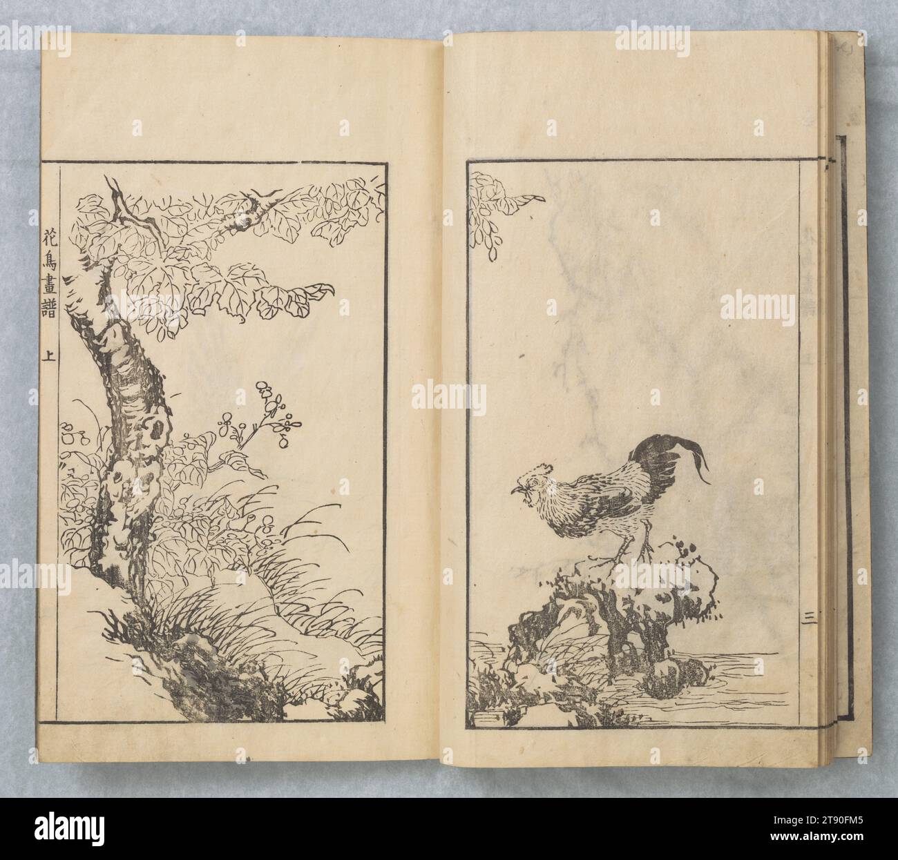Gemälde von Sō Shiseki (Sō Shiseki gafu 宋紫石画譜), Band 1, 1765, 8. Mondmonat, Sō Shiseki, Japanisch, 1715 - 1786, 10 5/8 x 6 1/2 x 5/16 Zoll (26,99 x 16,51 x 0,79 cm), Holzblock-gedrucktes Buch; Tinte und Farbe auf Papier, Japan, 18. Jahrhundert Stockfoto