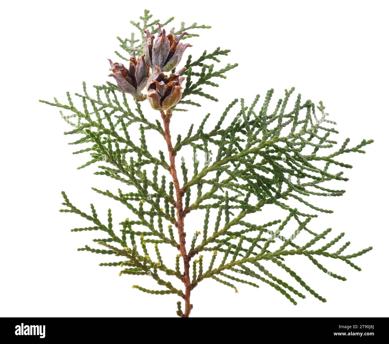 Chinesische Thuja mit Zapfen isoliert auf weiß Stockfoto