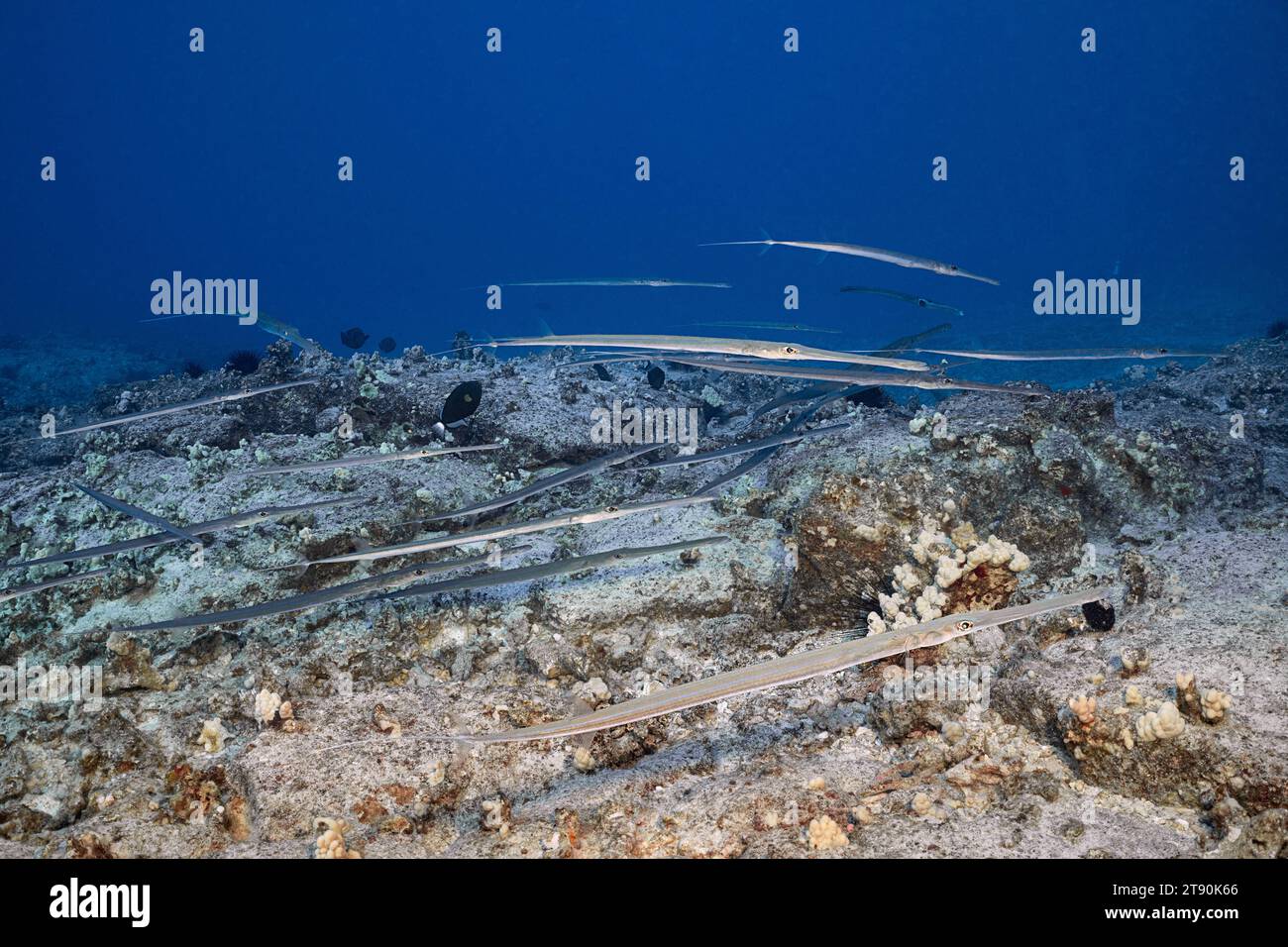 Schul-, Blautopf- und Weichfische oder nunu, Fistularia commersonii, Keahole, North Kona Coast, Hawaii Island (Big Island), USA Stockfoto