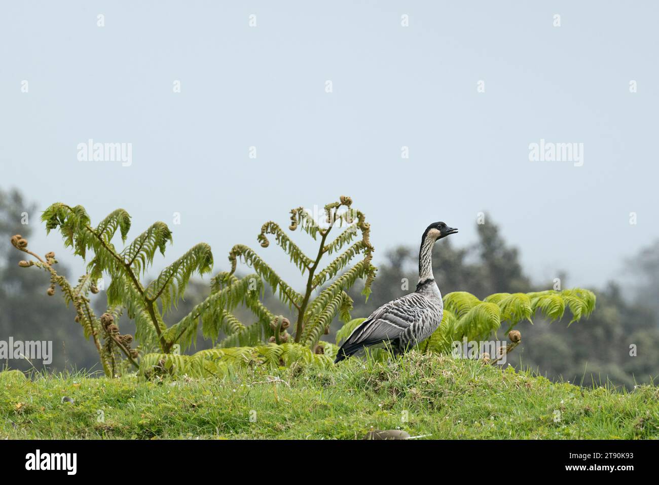 nene oder hawaiianische Gans, Branta sandvicensis ( endemische Spezies ), die seltenste Gans der Welt, oberes Waiakea Forest Reserve, Hawaii Island ( Big Island) USA Stockfoto