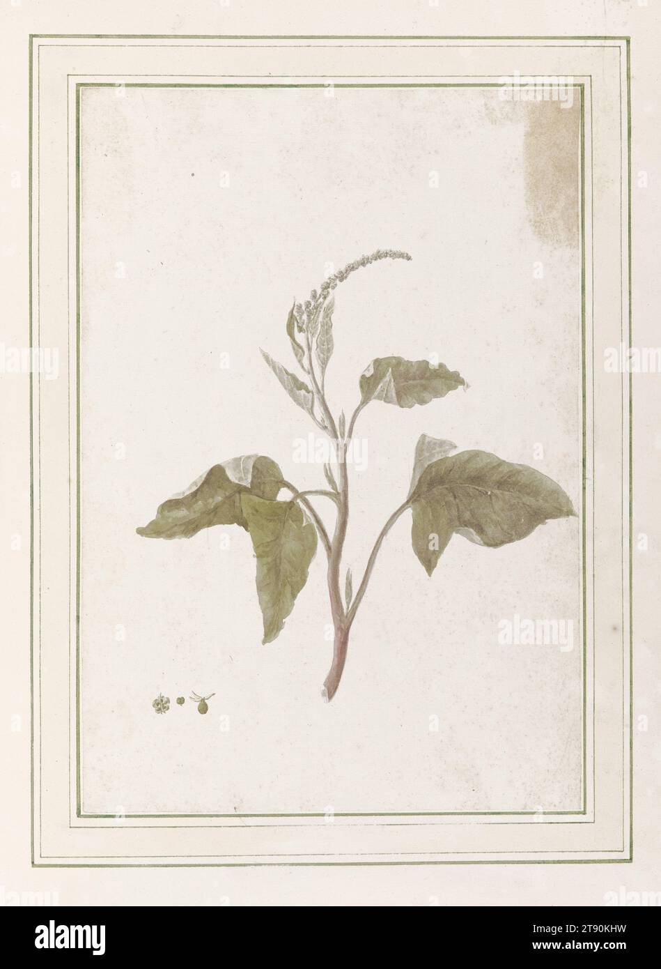 Botanische Aquarelle II, ca. 1784-1820, Louisa Finch, Englisch, 1760-1832, 20 1/8 x 16 1/8 x 1/2 Zoll (51,12 cm, 6,35 cm) (geschlossen)20 1/8 x 32 1/2 x 2 1/4 Zoll (51,12 x 82,55 x 5,72 cm) (offen), Aquarell auf Papier, England, 18. Jahrhundert Stockfoto