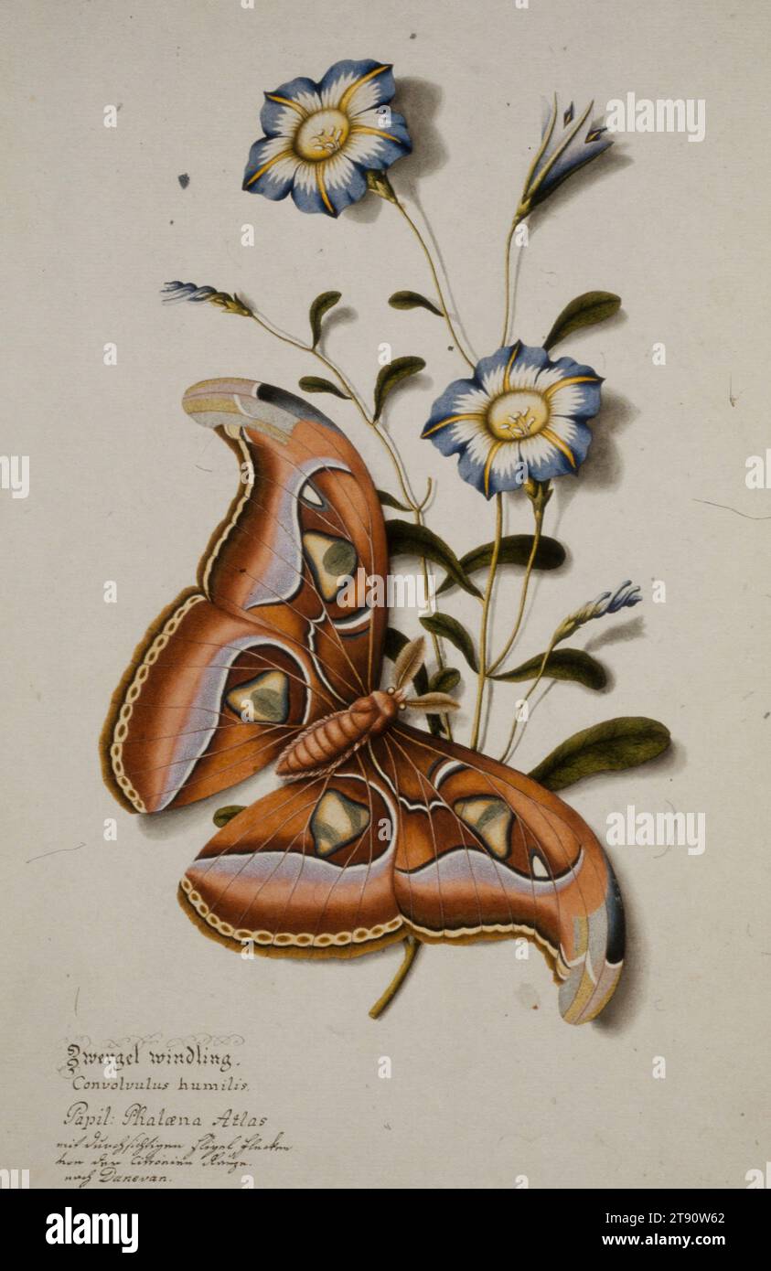 Zwergel Windling. (Schmetterling) Convolvulus humilis. Papil: Phaloena Atlas. (mit durchsichtigen Flugel flocken von der Citronum--(?) Nach Dunevan.), ca. 1800, Unknown; Künstler: After Edward Donovan, English, 1767-1838, 12 x 6 1/2 in. (30,48 x 16,51 cm) (Blatt)14 1/2 x 9 5/16 Zoll (36,83 x 23,65 cm) (Bild), Aquarell, Niederlande, 18.-19. Jahrhundert Stockfoto