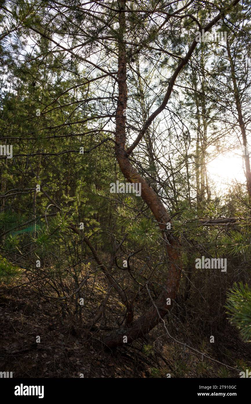 Junge Kiefer mit gekrümmtem Stamm, der im Wald wächst Stockfoto