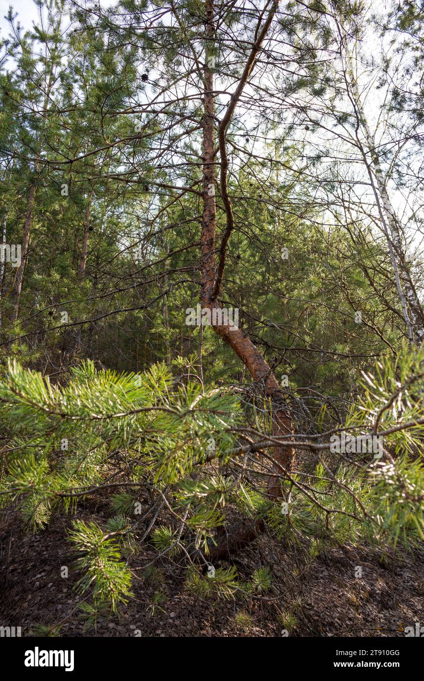 Junge Kiefer mit gekrümmtem Stamm, der im Wald wächst Stockfoto