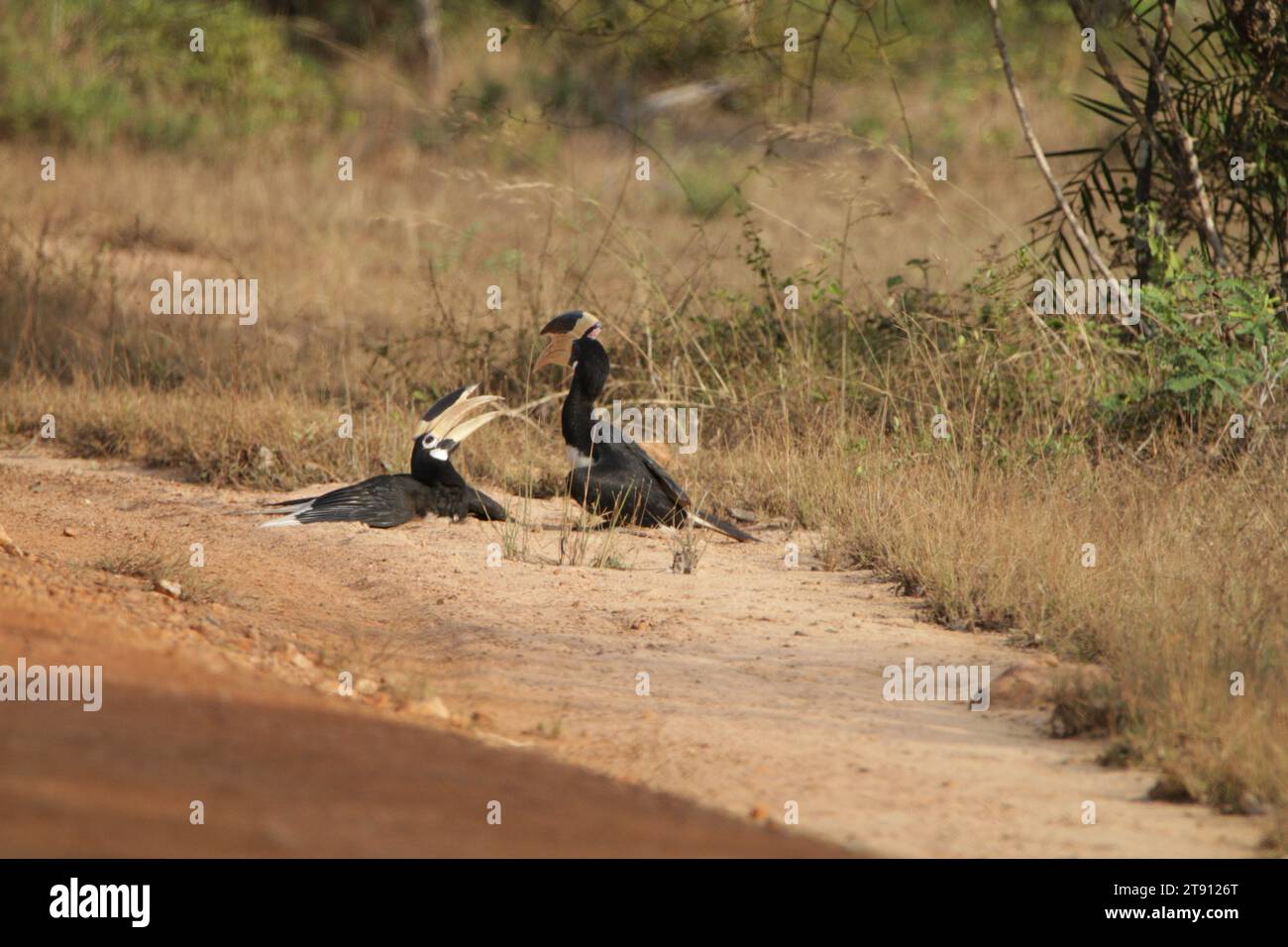 Vögel von Sri Lanka in freier Wildbahn, Besuchen Sie Sri Lanka Stockfoto