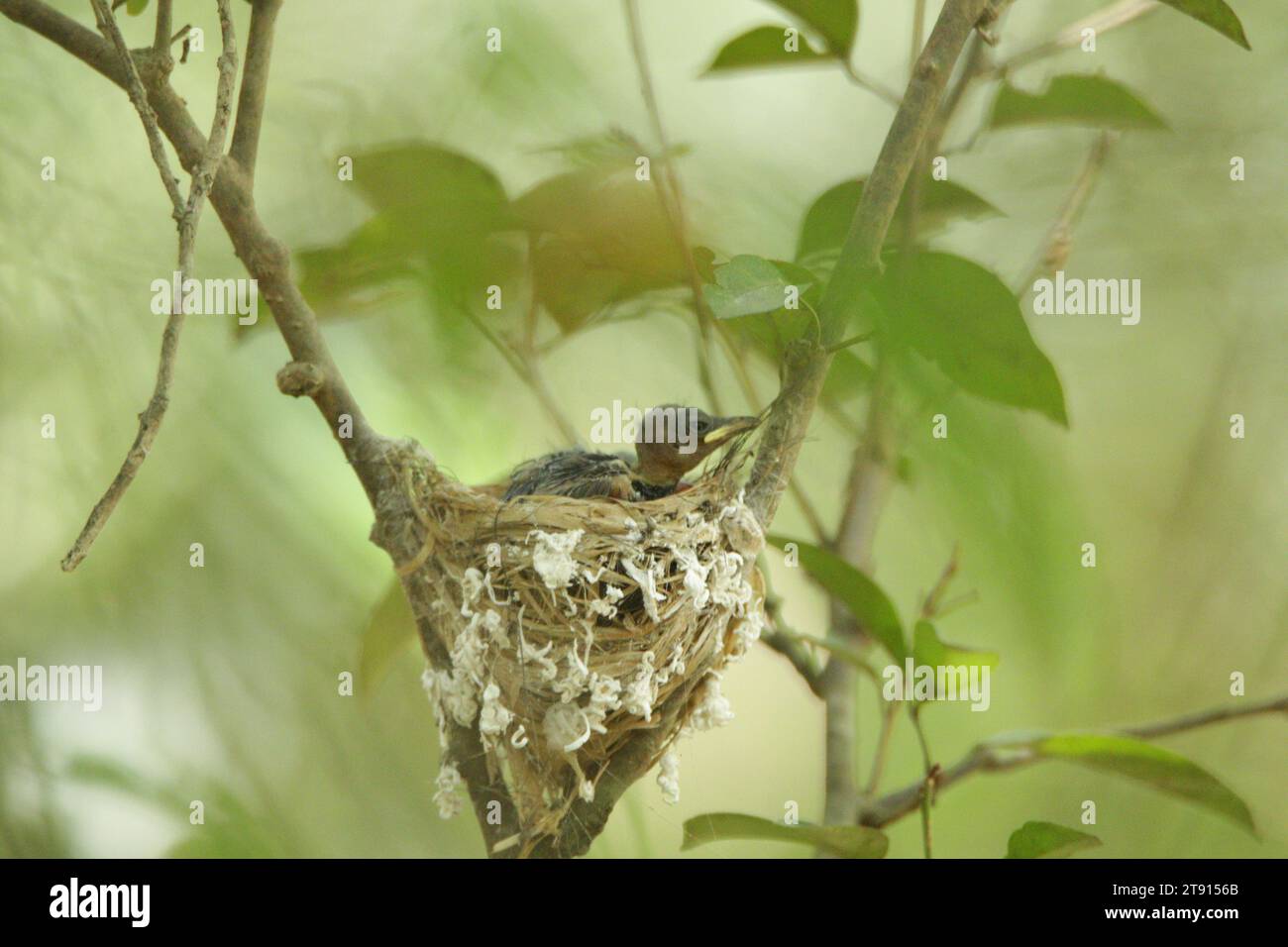 Vögel von Sri Lanka in freier Wildbahn, Besuchen Sie Sri Lanka Stockfoto