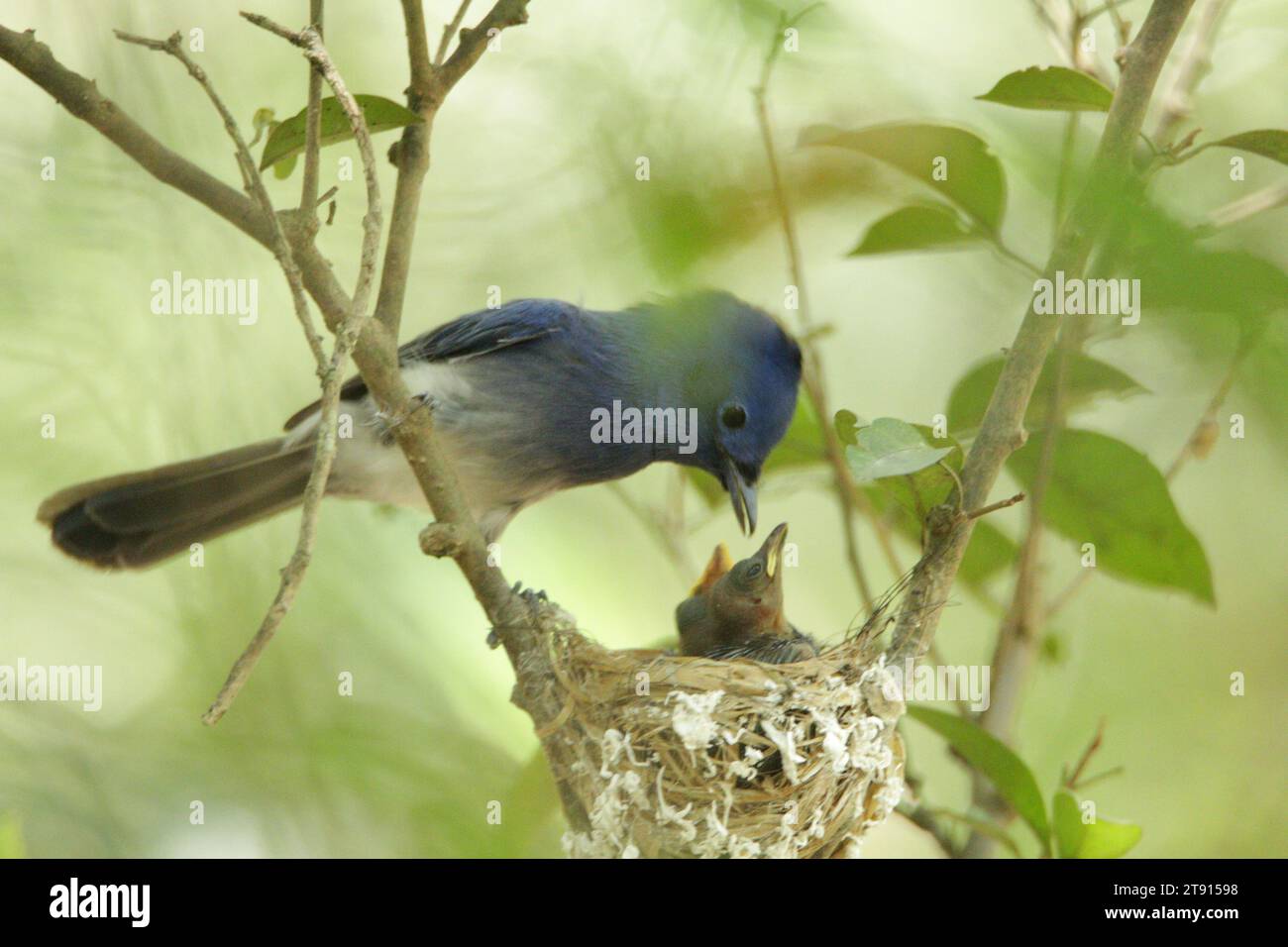 Vögel von Sri Lanka in freier Wildbahn, Besuchen Sie Sri Lanka Stockfoto