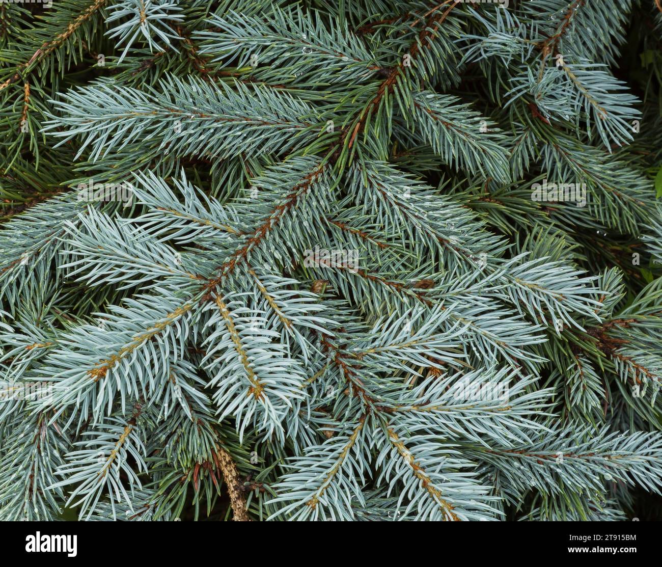 Picea pungens – Blaue Colorado-Fichte im Sommer. Stockfoto