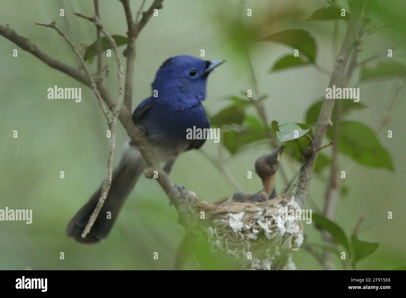 Vögel von Sri Lanka in freier Wildbahn, Besuchen Sie Sri Lanka Stockfoto