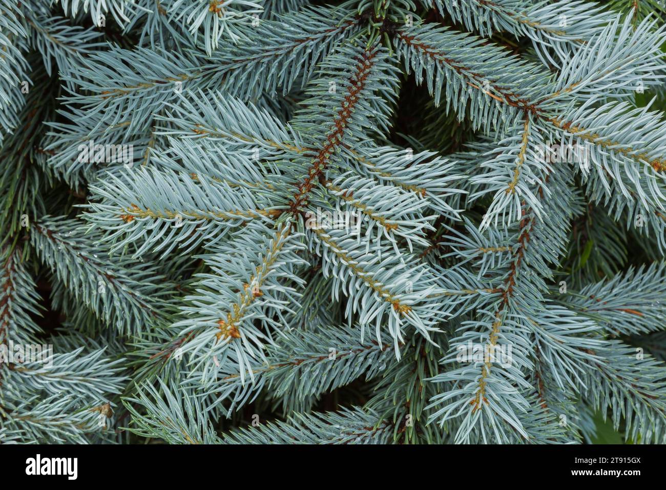 Picea pungens – Blaue Colorado-Fichte im Sommer. Stockfoto