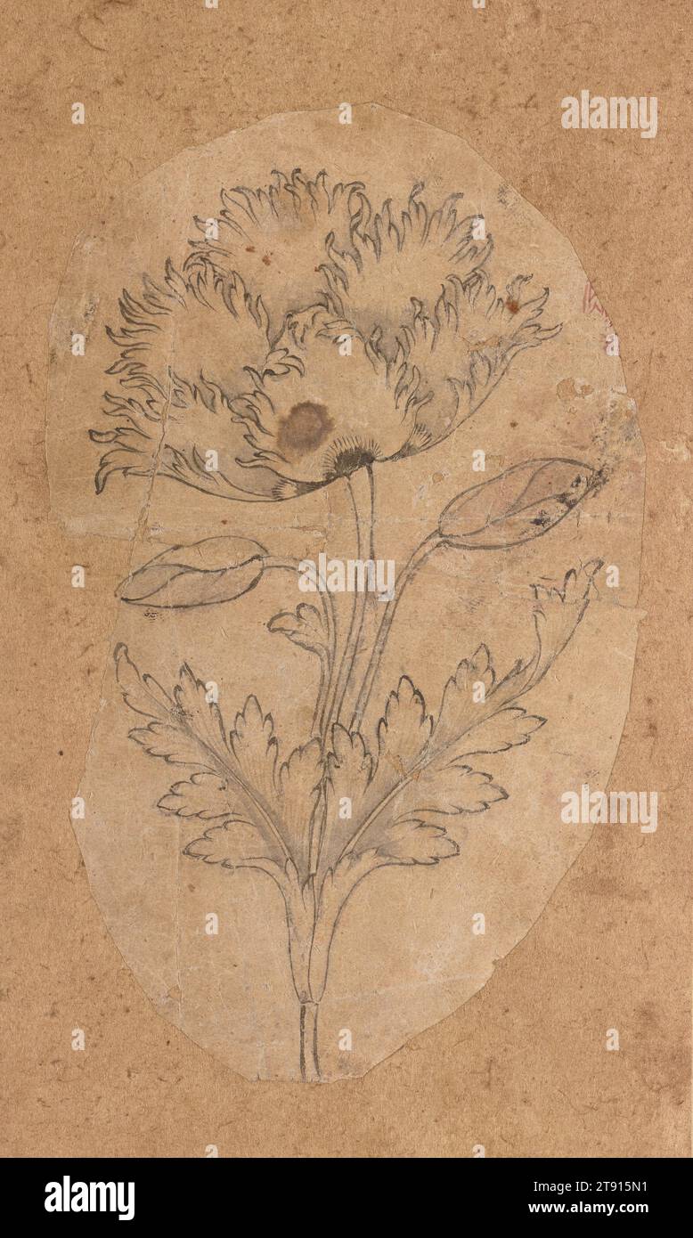 Mohnblüte, ca. 1650, 6 1/4 x 3 3/4 Zoll (15,88 x 9,53 cm), Tinte auf Papier, Indien, 17. Jahrhundert Stockfoto