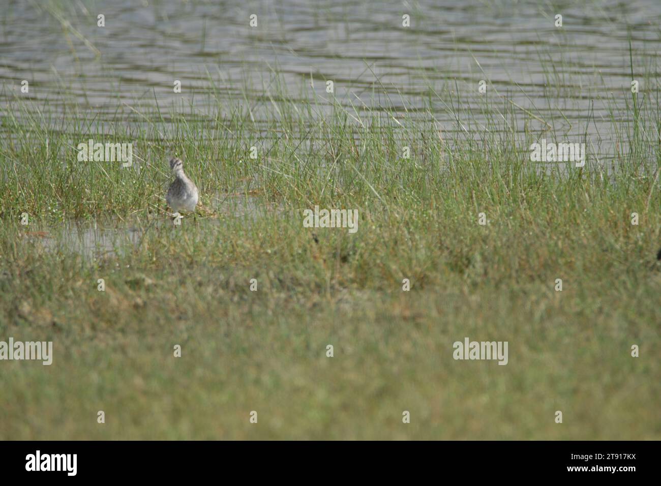 Vögel von Sri Lanka in freier Wildbahn, Besuchen Sie Sri Lanka Stockfoto