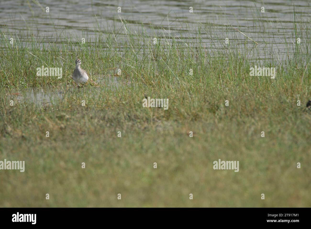 Vögel von Sri Lanka in freier Wildbahn, Besuchen Sie Sri Lanka Stockfoto