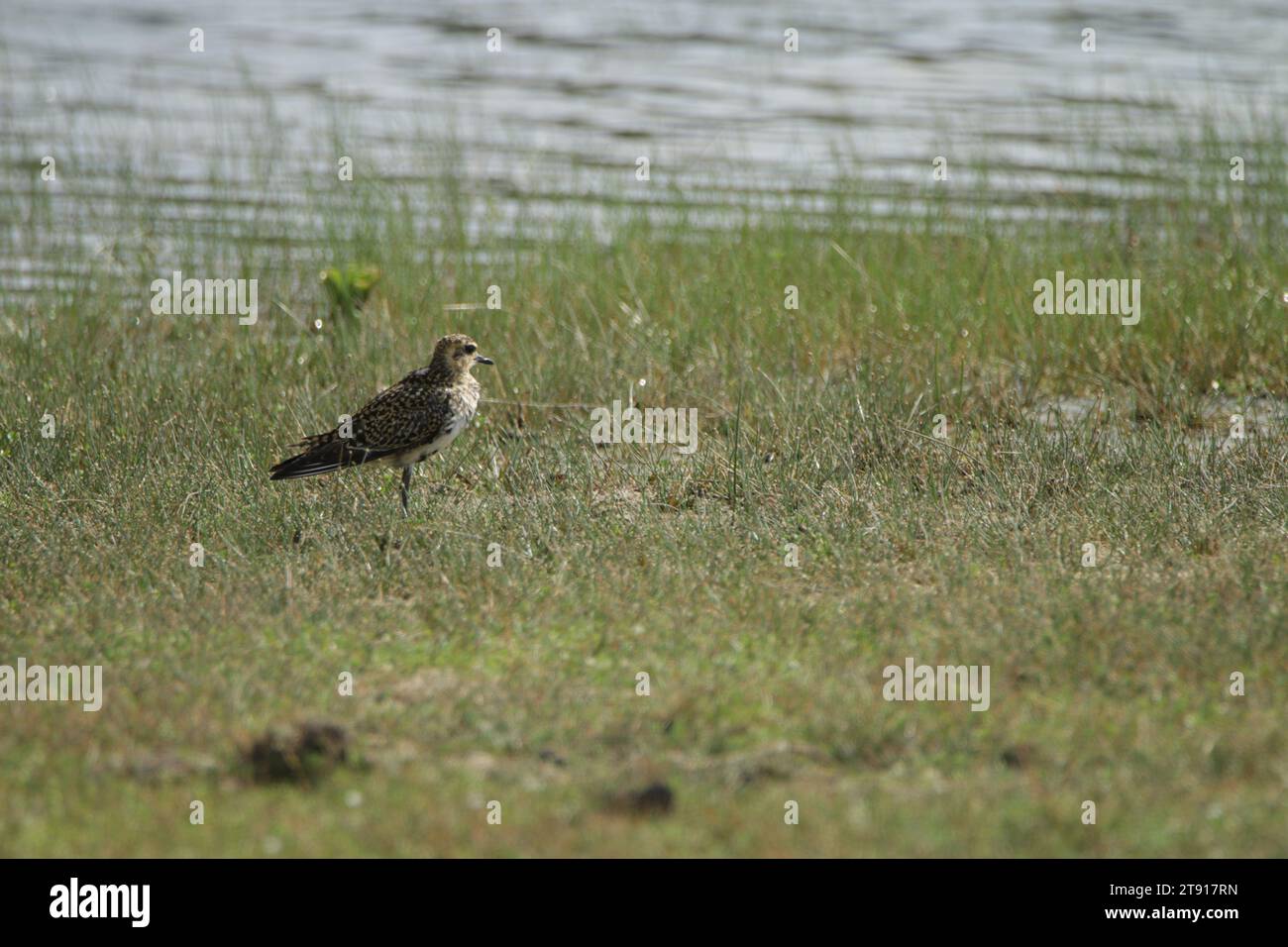 Vögel von Sri Lanka in freier Wildbahn, Besuchen Sie Sri Lanka Stockfoto