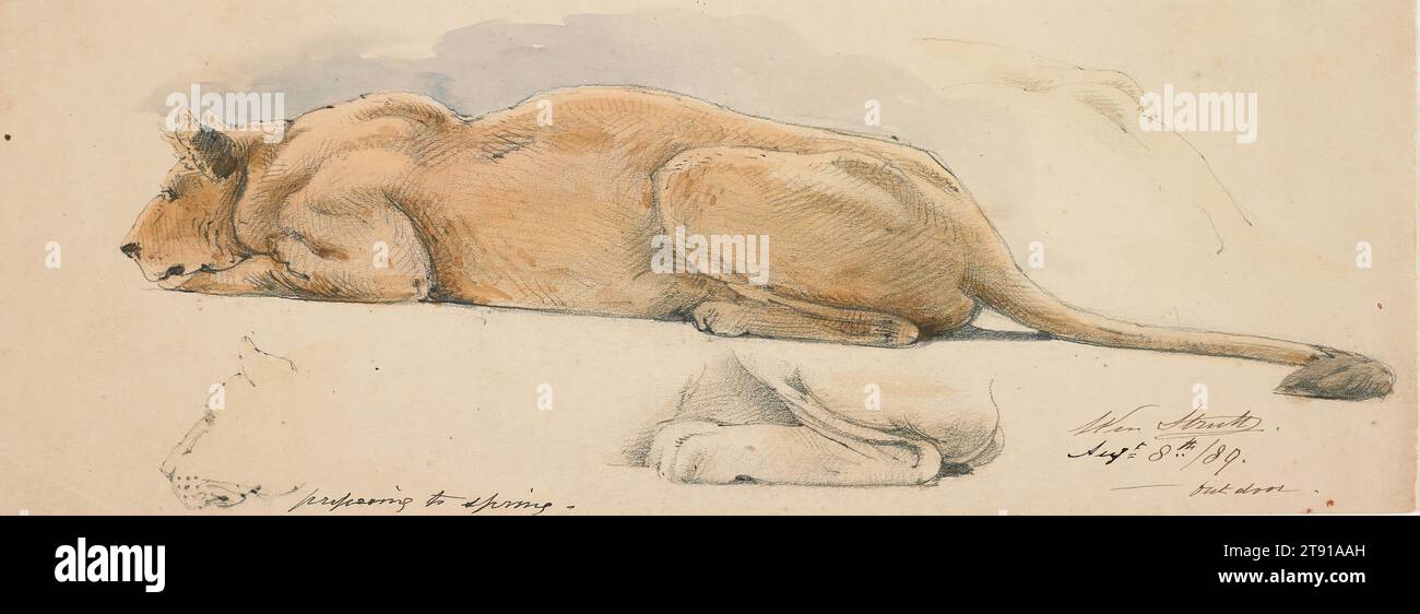 A Lioness Preparing to Spring, 8. August 1889, William Strutt, Brite, 1826 - 1915, 4 7/16 x 12 Zoll (11,27 x 30,48 cm) (Blatt)15 3/4 x 19 3/4 Zoll (40,01 x 50,17 cm) (Außenrahmen), Aquarell, Graphit und braune Tusche auf gewebtem Papier, England, 19. Jahrhundert Stockfoto