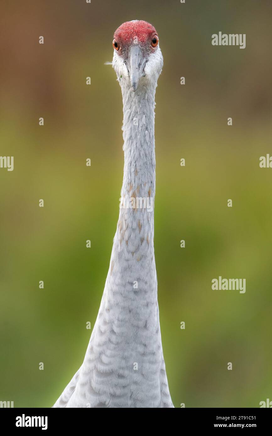 Eine Nahaufnahme eines Sandhügelkrans Stockfoto