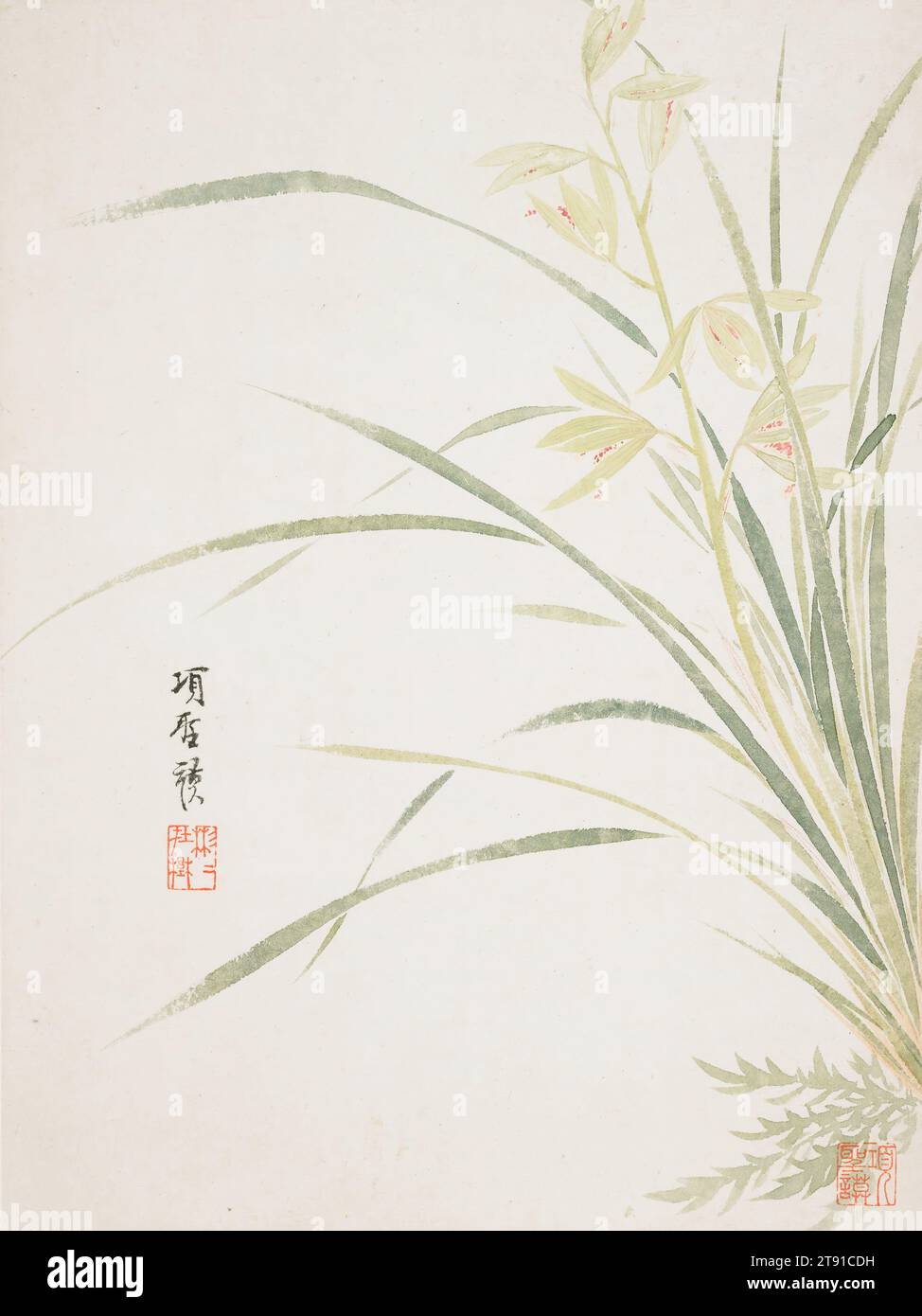 Epidendrum Blossom from a Flower Album of Ten Leaves, 1656, Xiang Shengmo, Chinesisch, 1597-1658, 1/8 x 1/16 Zoll (30,8 x 23 cm), Tinte und Farbe auf Papier, China, 17. Jahrhundert Stockfoto