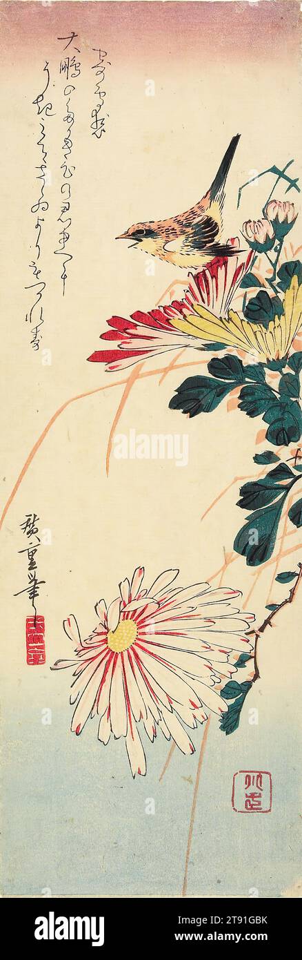 Wren on Chrysanthemum, um 1835, Utagawa Hiroshige; Herausgeber: Kawaguchiya Shōzō, Japanisch, 1797 - 1858, 15 x 1/8 Zoll (38,1 x 13 cm) (Blatt, chūtanzaku), Holzschnitt (nishiki-e); Tinte und Farbe auf Papier, Japan, 19. Jahrhundert Stockfoto