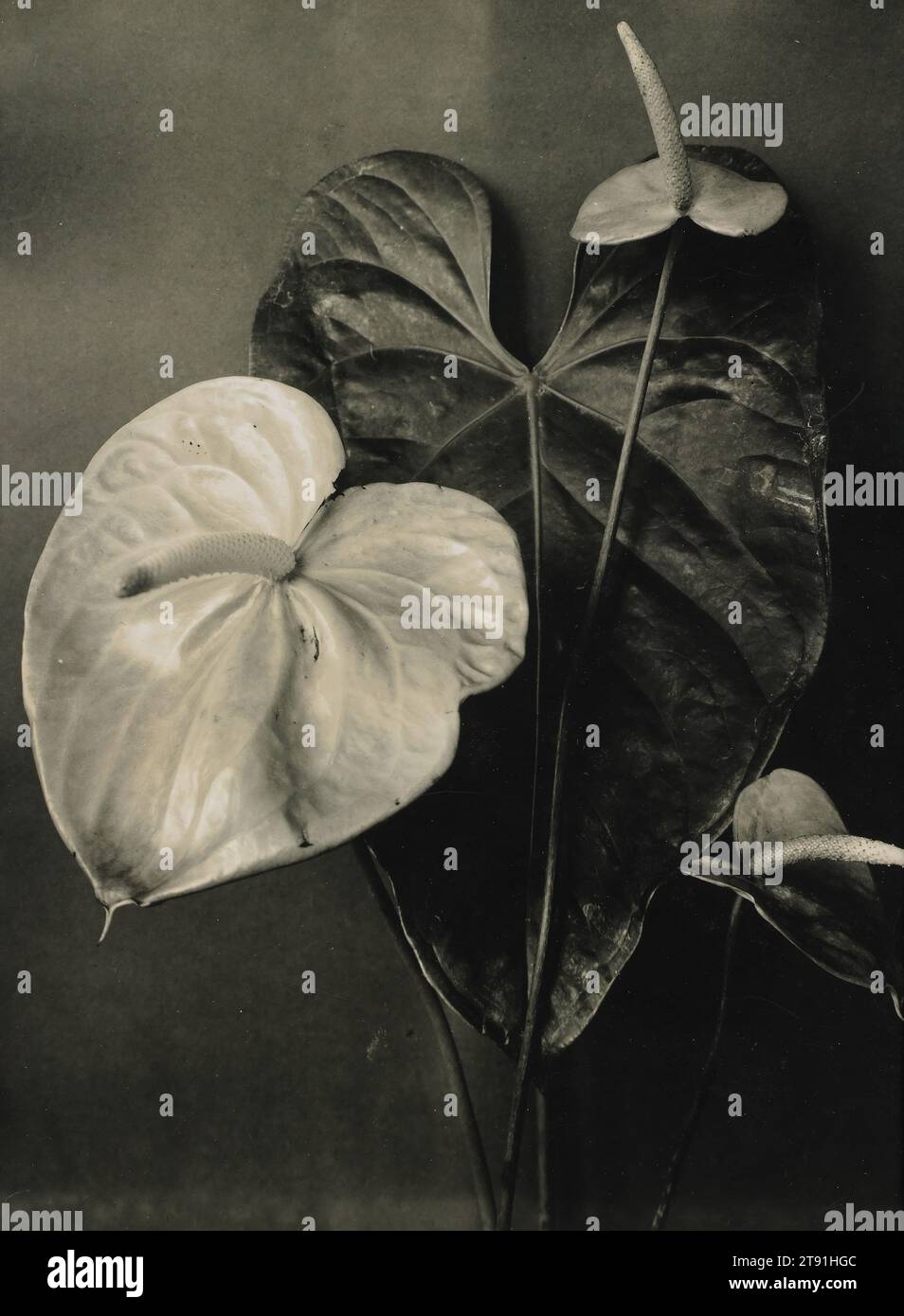 Anthurium, 19.-20. Jahrhundert, Richard Tepe, Niederländisch, 1864 - 1954, 9/16 x 5/8 Zoll (21,75 x 16,83 cm) (Bild, Blatt), Gelatinedruck, Niederlande, 19.-20. Jahrhundert Stockfoto