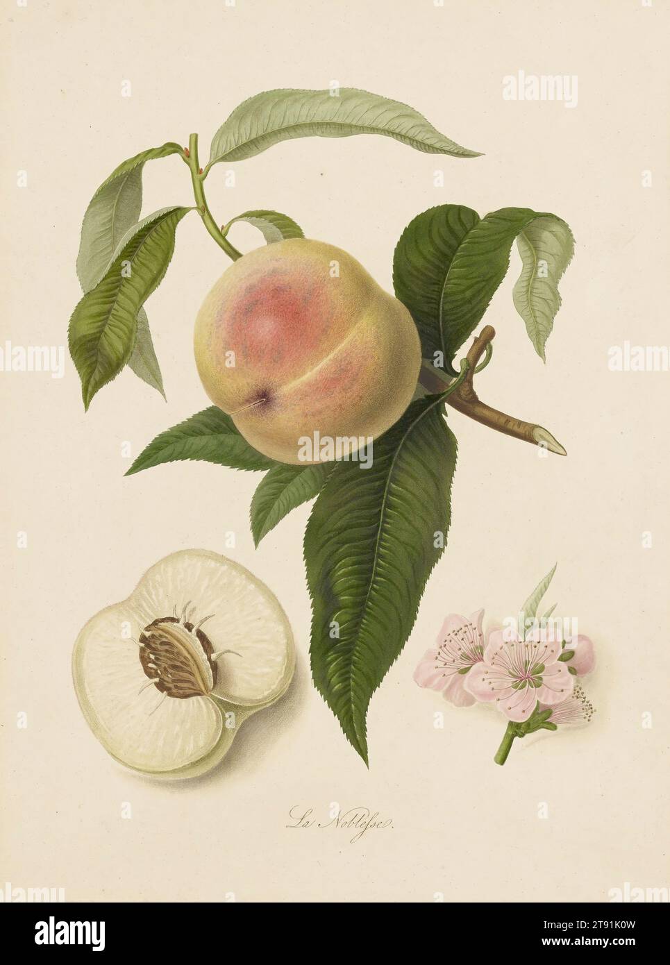 La Noblesse (Peach) aus Pomona Londinensis, 19. Jahrhundert, William Hooker, Englisch, 1779 - 1832, 1/4 x 7/8 Zoll (33,66 x 25,08 cm) (Platte), Aquatint- und Stippelstich, England, 19. Jahrhundert Stockfoto