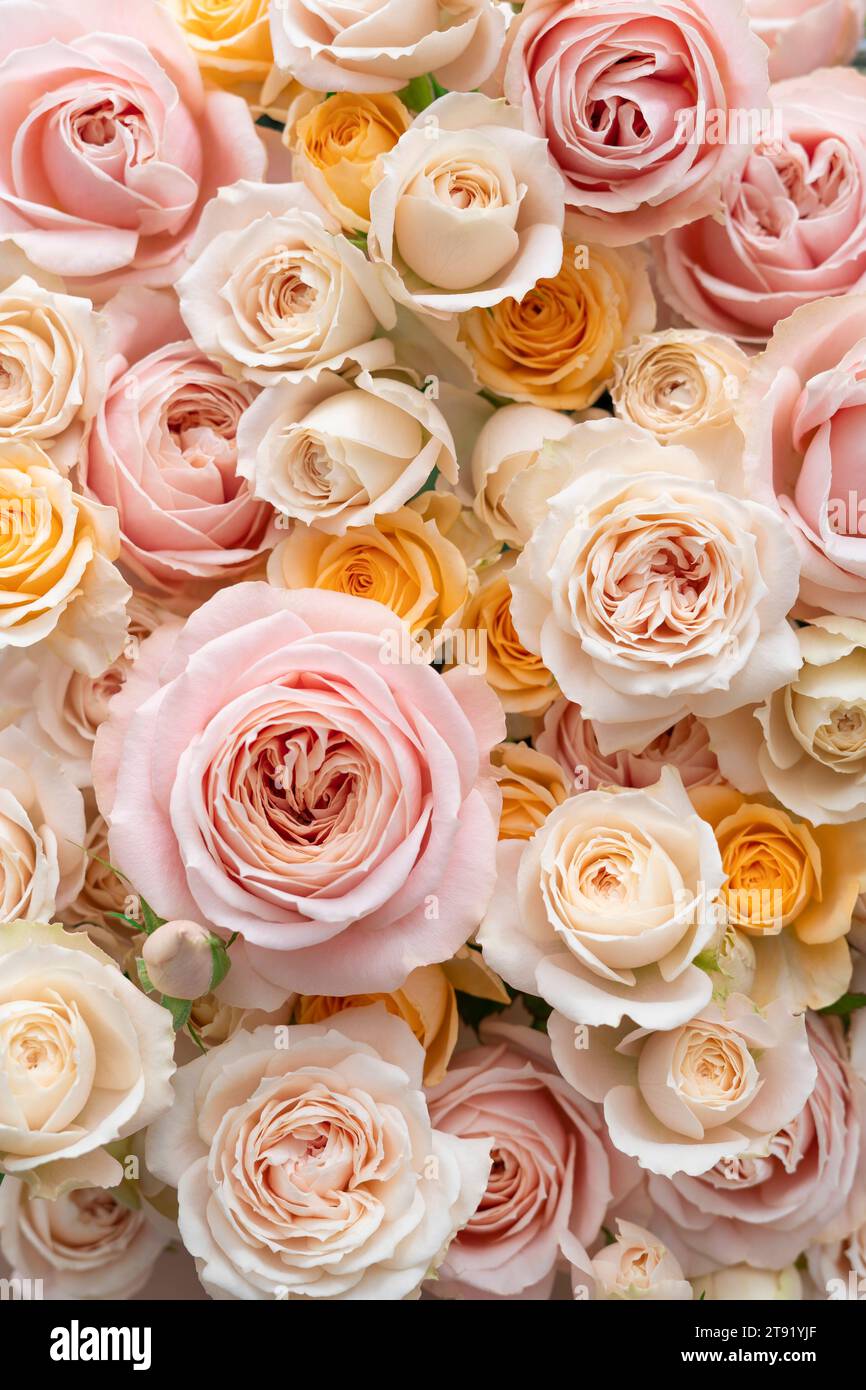 Ein Blumenarrangement aus bunten Rosen Stockfoto