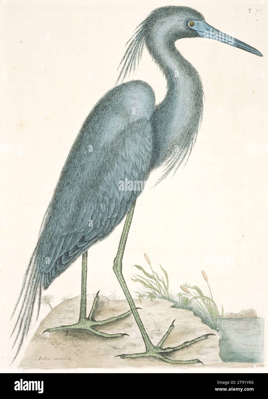 Blue Heron, 1731-1743, Mark Catesby, Englisch, 1682/83-1749, 14 x 10 Zoll (35,56 x 25,4 cm) (Blatt), handgefärbte Ätzung, 18. Jahrhundert Stockfoto