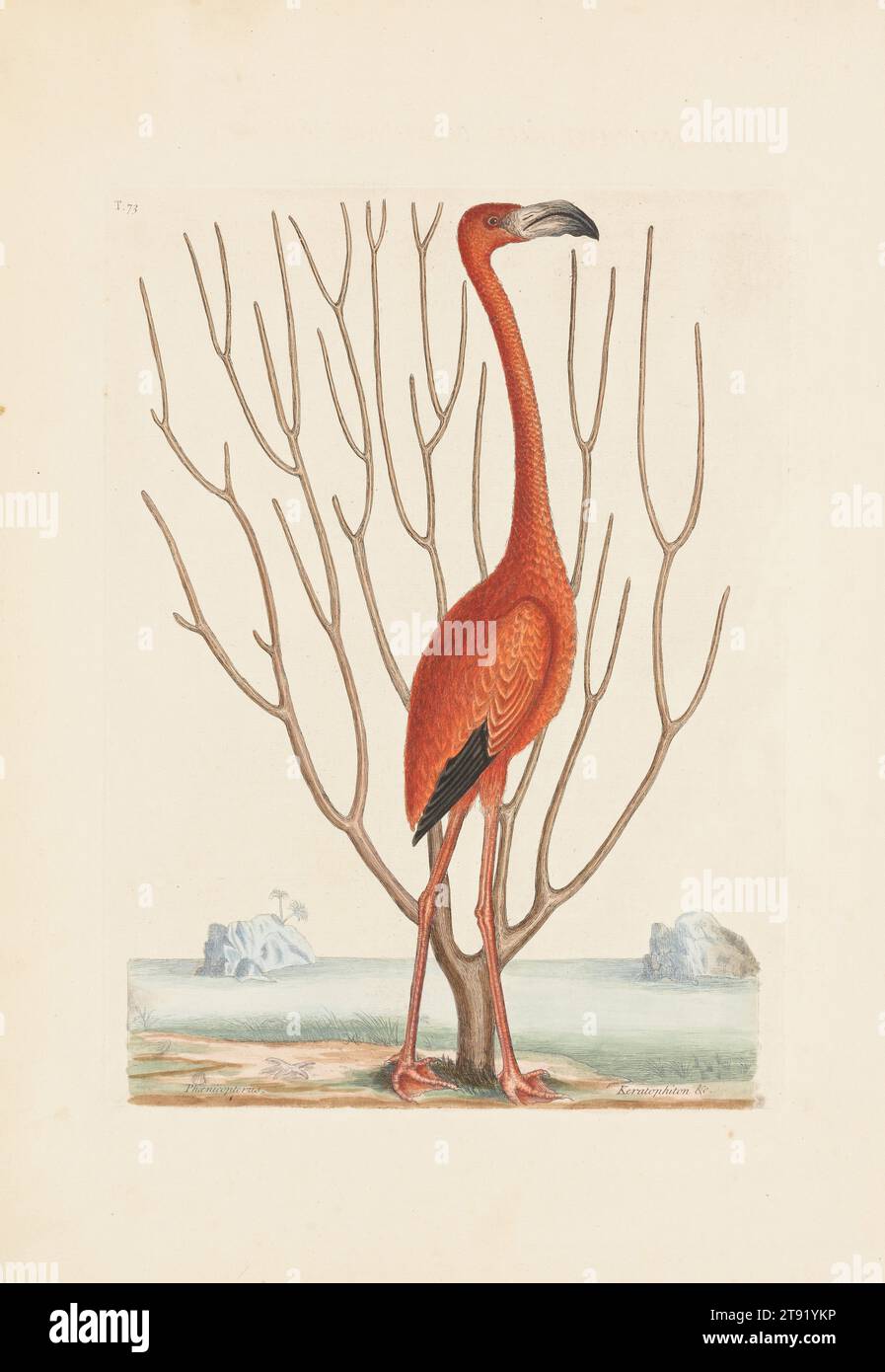 Flamingo, 1731-1743, Mark Catesby, Englisch, 1682/83-1749, 3/4 x 1/4 Zoll (34,93 x 26,04 cm) (Blatt), handgefärbte Ätzung, 18. Jahrhundert Stockfoto