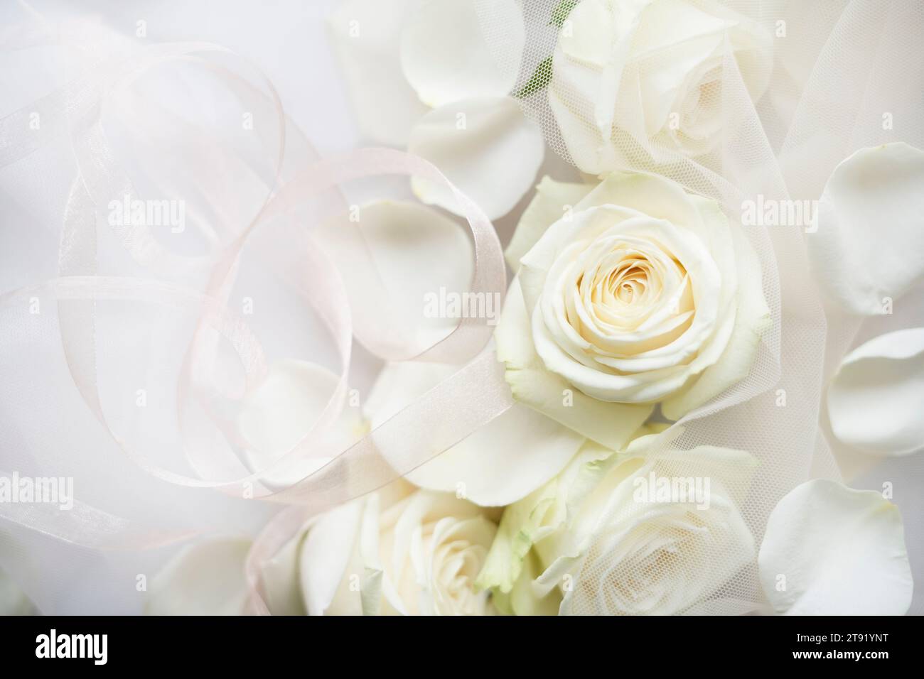 Große weiße Rosenblüten und weiße Spitze Stockfoto