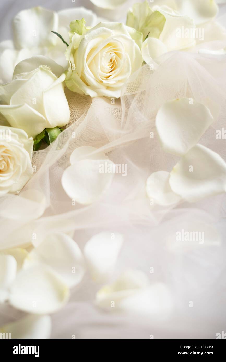 Weiße Rosenblüten und Blütenblätter auf weißer Tüllspitze Stockfoto