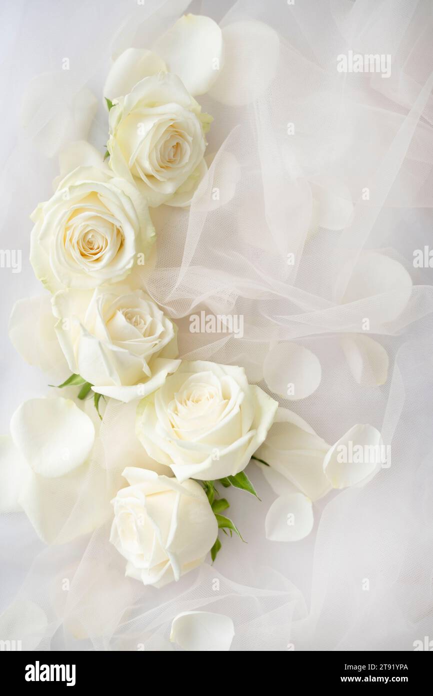 Weiße Rosenblüten und weiße Tüllspitze Stockfoto
