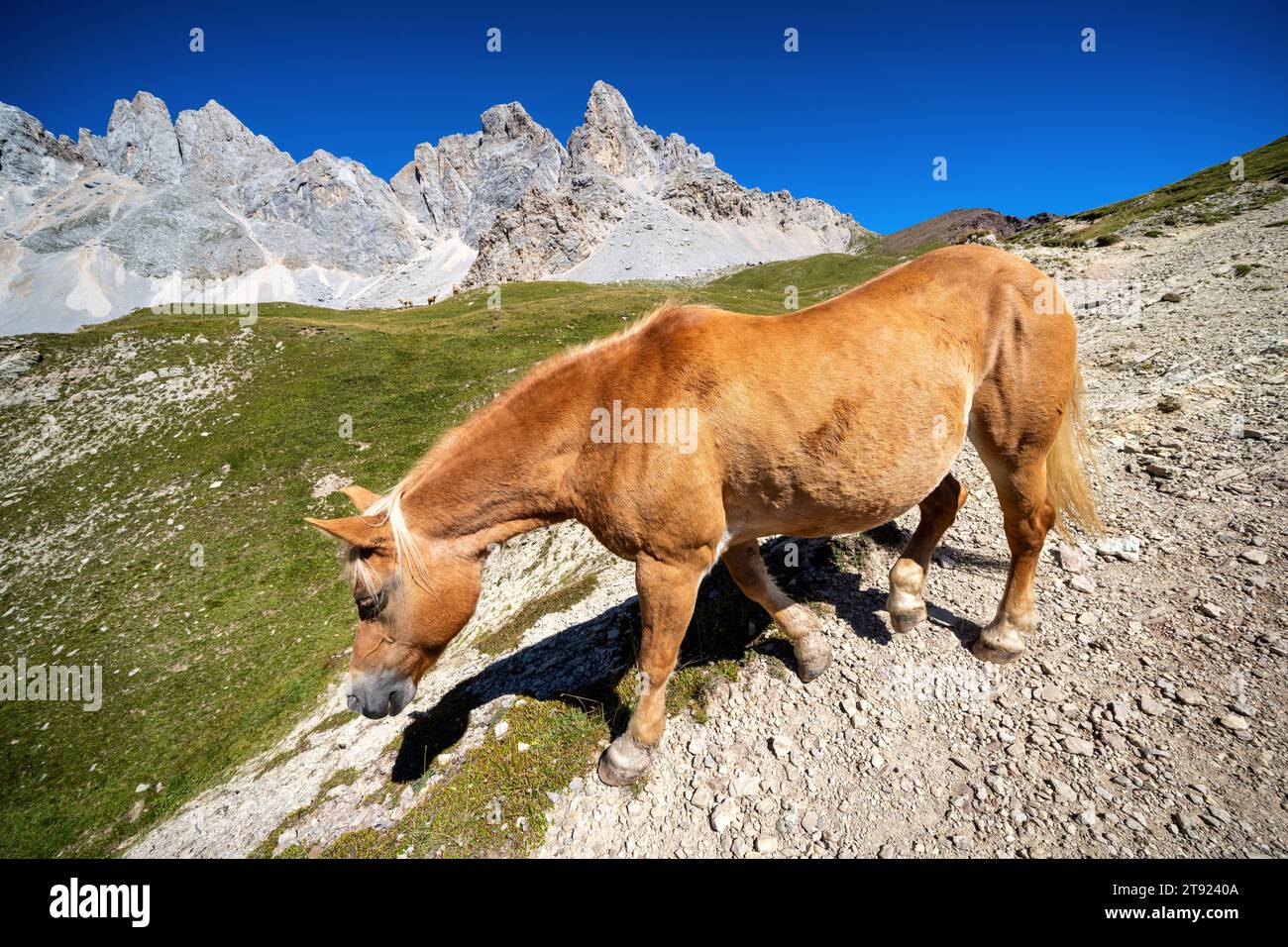 Wandern auf der Alta Via 2 in der Nähe von San Pellegrino, Italien Stockfoto