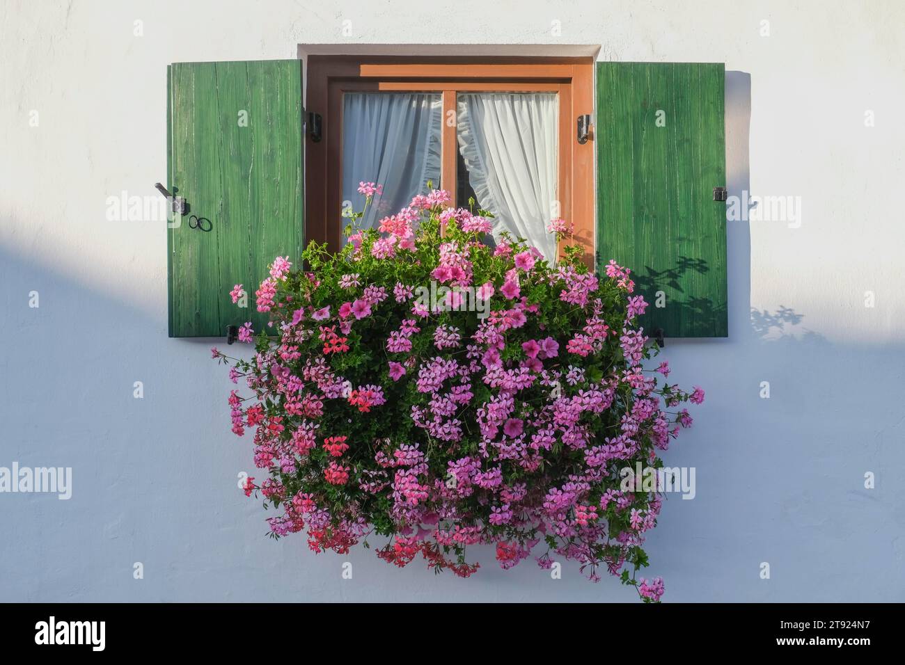Fenster mit grünen Fensterläden, Abendlicht, Geranien und Petunien, weiße Hausfassade, Grainau, Bayern, Deutschland Stockfoto