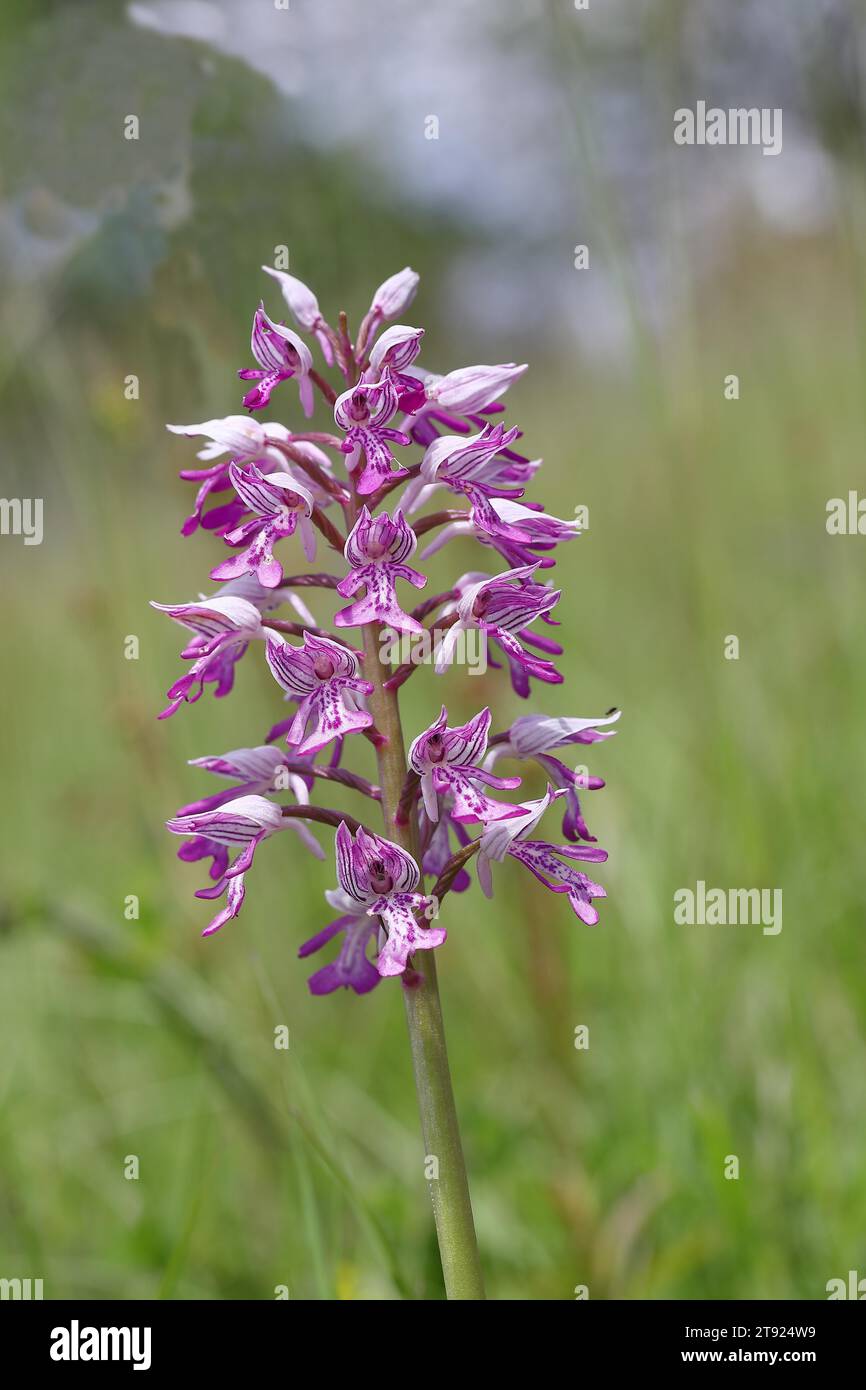 Orchis militaris (Orchis militaris), Blütenstand, Rheinland-Pfalz, Deutschland Stockfoto