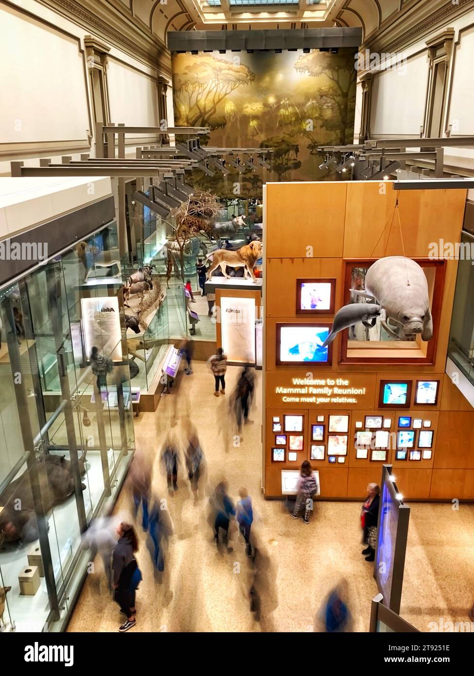 Die Hall of Mammals im Smithsonian National Museum of Natural History in Washington DC, Hochwinkelansicht Stockfoto