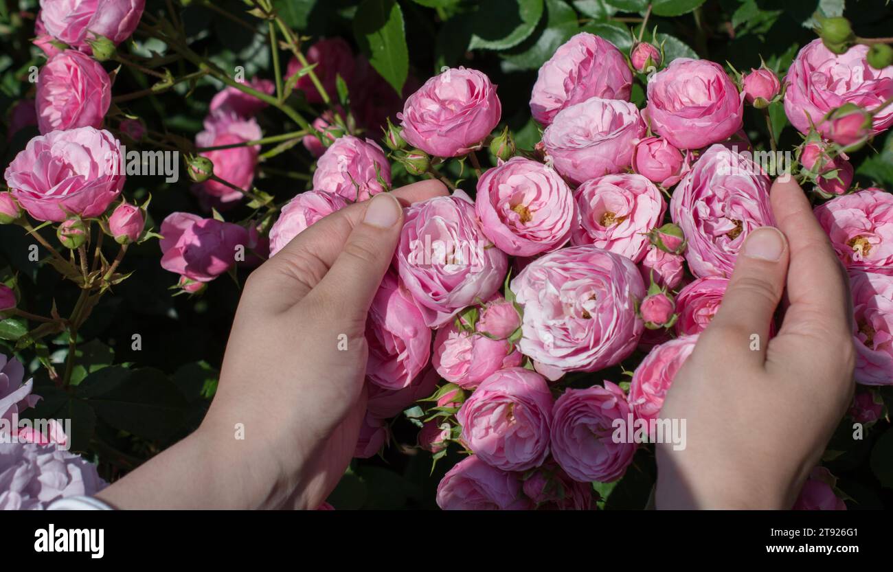 Schöne frische rose in der hand Stockfoto