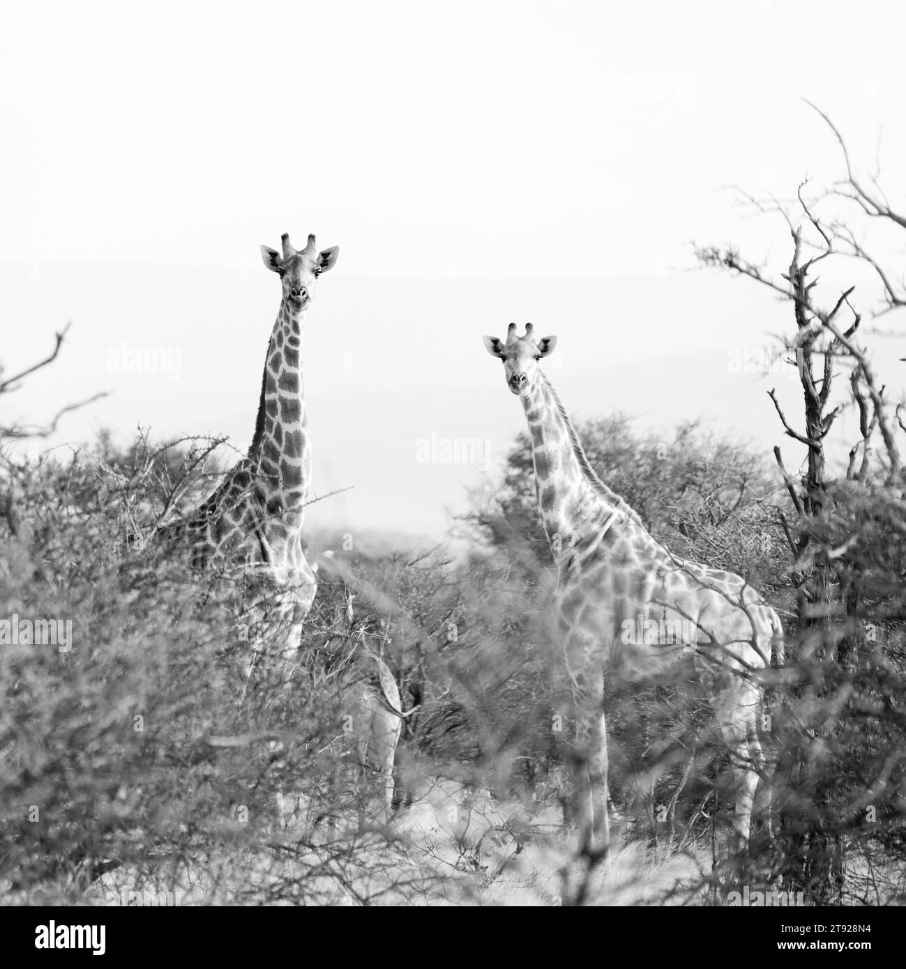 Giraffen, Limpopo, Südafrika Stockfoto