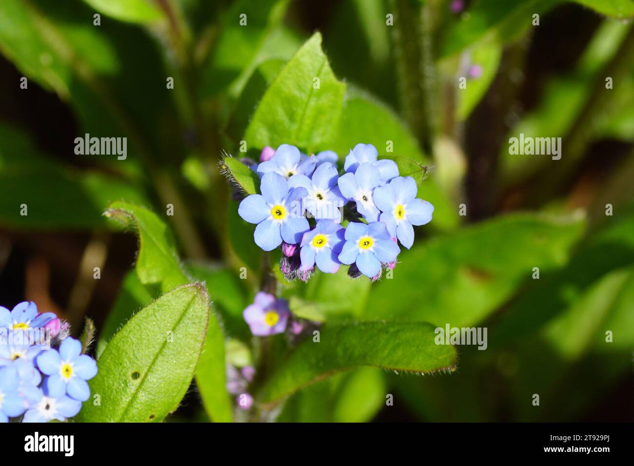 Schließen Sie die blauen Blumen des Waldes Vergissmeinnicht, des Waldes Vergissmeinsnot (Myosotis sylvatica). Borage- oder Vergissmeinnicht-Familie (Boraginaceae). April, Frühling Stockfoto