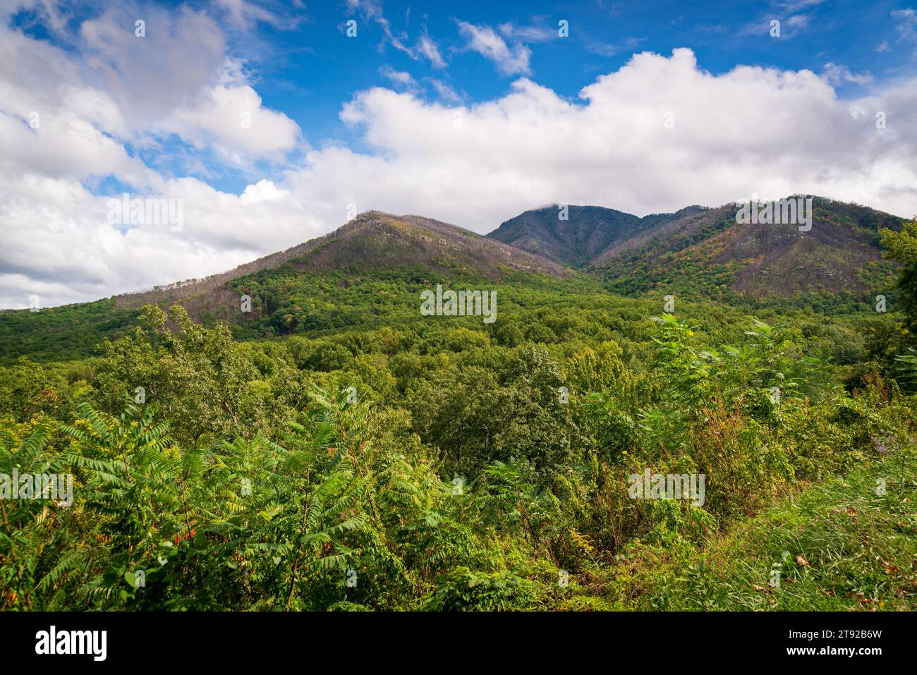 Great Smoky Mountains National Park in North Carolina Stockfoto