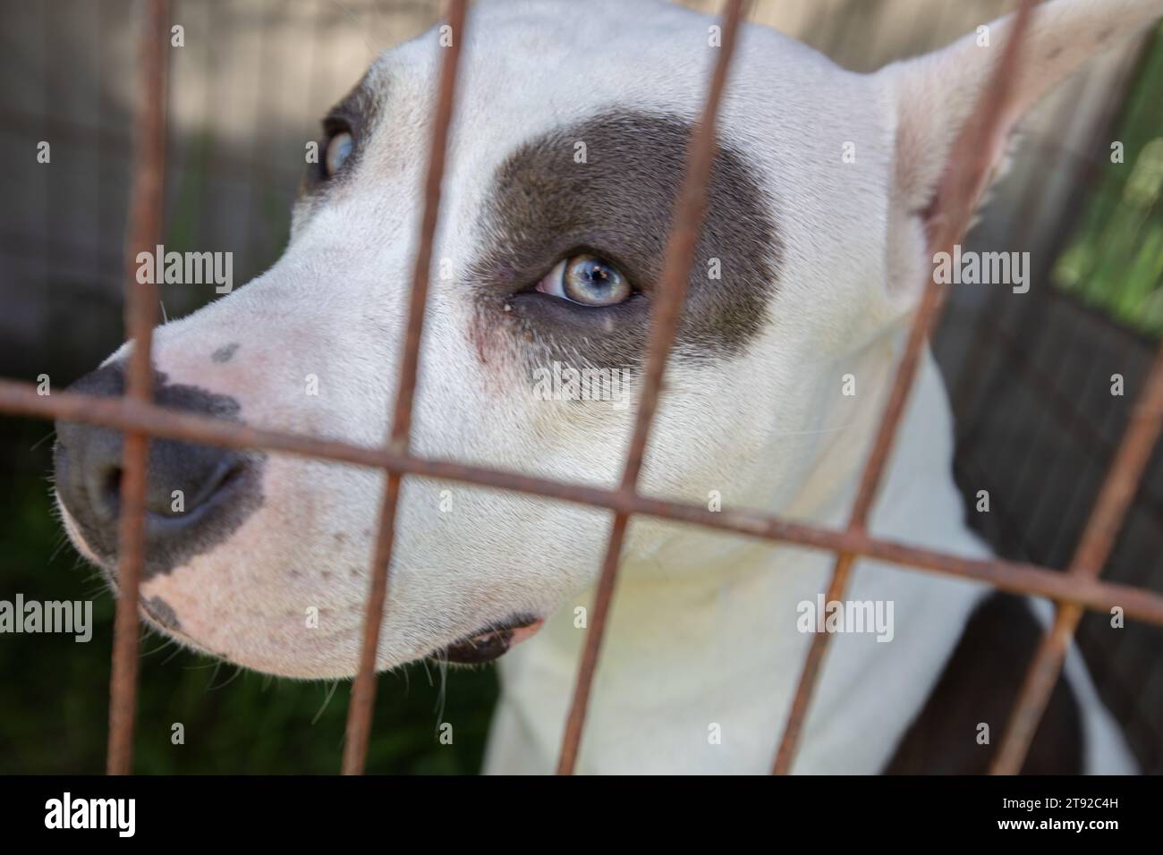 Nahaufnahme des Mauls eines Pitbull Terriers in einem Gehege. Ein Hund einer kämpfenden Rasse sieht mit traurigen Augen in einem Gehege aus. Stockfoto
