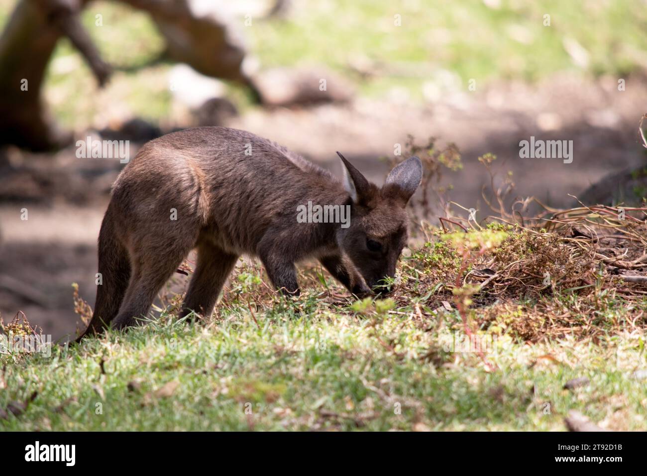 Der Känguru-Island Känguru joey hat einen braunen Körper mit einem weißen Unterbauch. Sie haben auch schwarze Füße und Pfoten Stockfoto