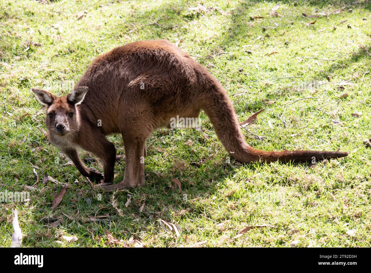 Das Känguru-Island-Känguru hat einen hellbraunen Körper mit einem weißen Unterbauch. Sie haben auch schwarze Füße und Pfoten Stockfoto