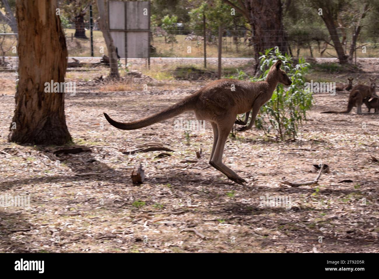 Das Känguru-Island-Känguru hat einen hellbraunen Körper mit einem weißen Unterbauch. Sie haben auch schwarze Füße und Pfoten Stockfoto