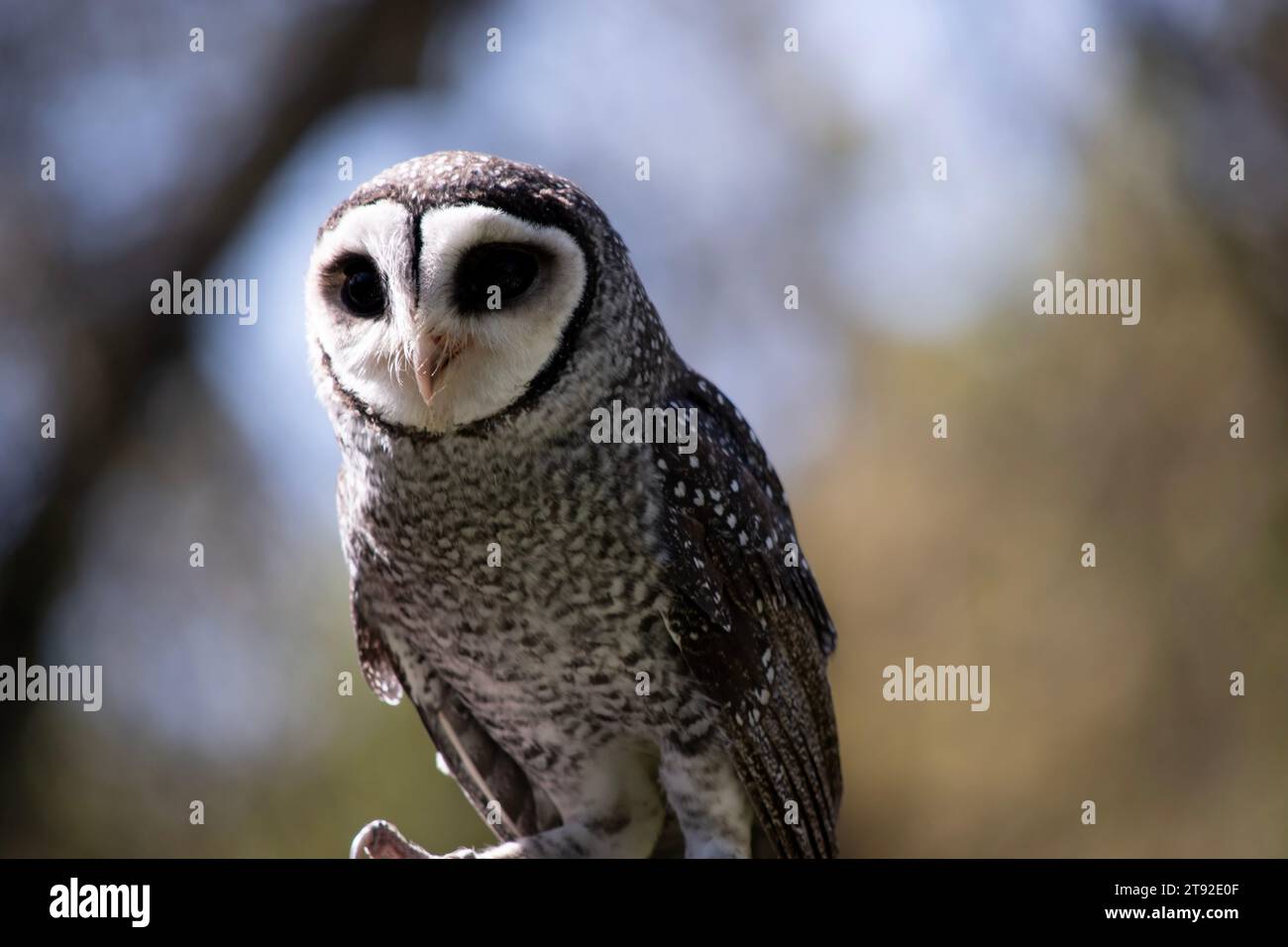 Die weniger rußige Eule hat eine dunkelrußgraue Farbe, mit großen Augen in einem grauen Gesicht, feinen weißen Flecken oben und unten und einem blassen Bauch. Stockfoto