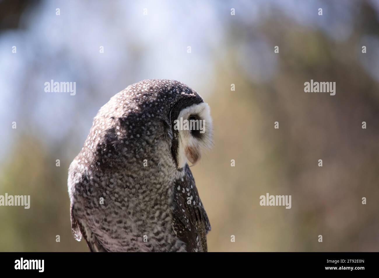 Die weniger rußige Eule hat eine dunkelrußgraue Farbe, mit großen Augen in einem grauen Gesicht, feinen weißen Flecken oben und unten und einem blassen Bauch. Stockfoto